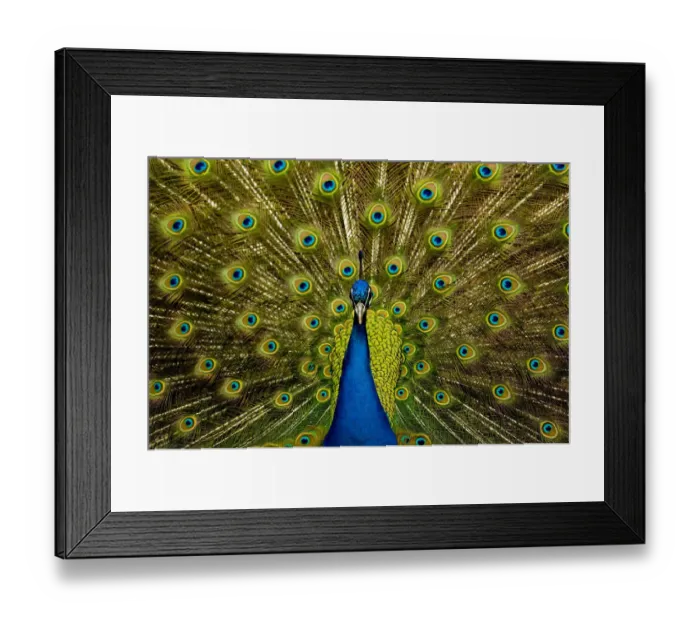 Framed Print : Male peacock (Pavo cristatus) displaying his ocellated tail feathers Framed Print : Male peacock (Pavo cristatus) displaying his ocellated tail feathers