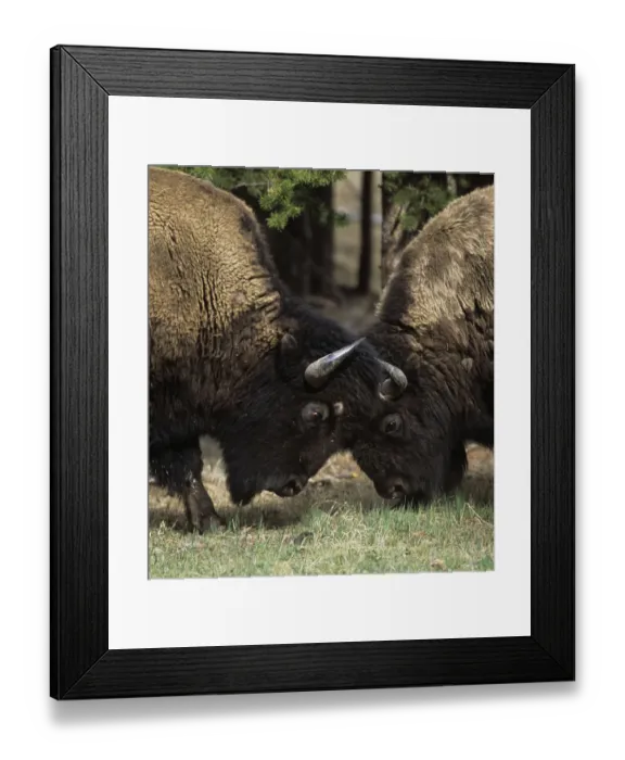 Framed Print : Bison (Bison bison) two males head to head, Yellowstone NP, Wyoming, USA