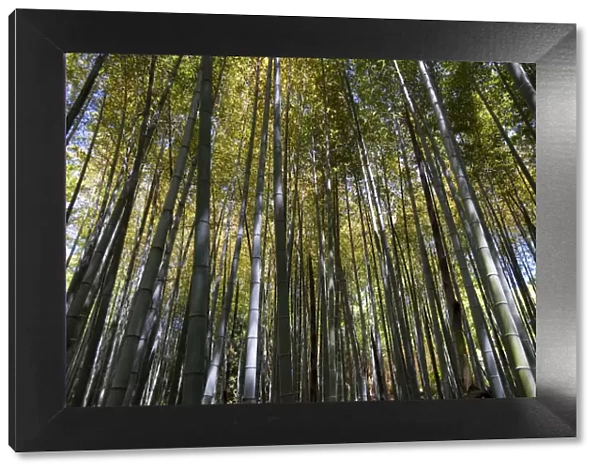 Bamboo forest, Shikoku Mura open air museum, Takamatsu, Shikoku Island, Japan, May