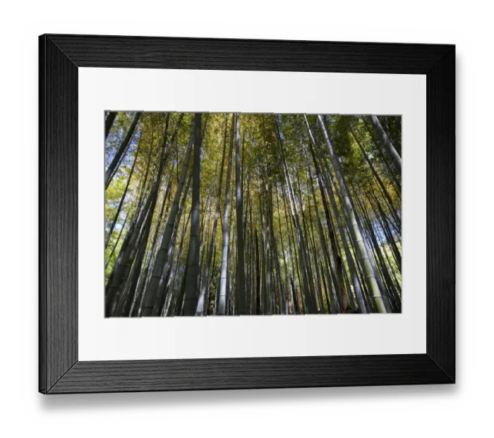 Framed Print : Bamboo forest, Shikoku Mura open air museum, Takamatsu, Shikoku Island, Japan, May Framed Print : Bamboo forest, Shikoku Mura open air museum, Takamatsu, Shikoku Island, Japan, May