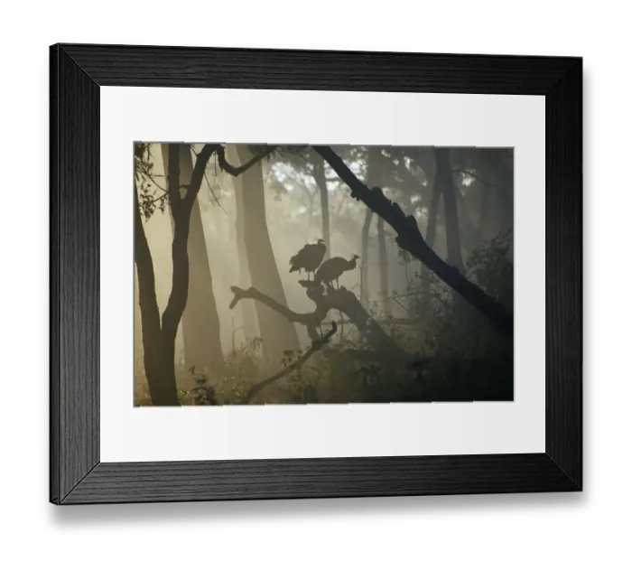 Framed Print : Common peafowl (Pavo cristatus) perched on trees at dawn, Western Ghats, Southern India