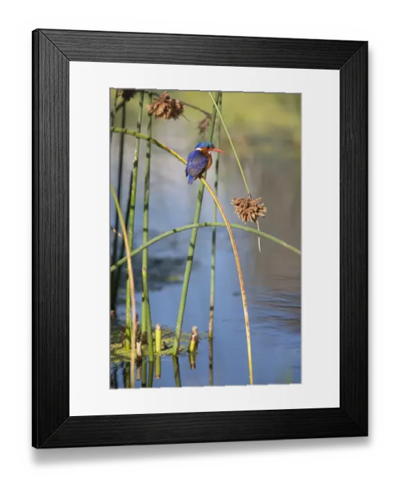 Framed Print : Malachite kingfisher (Alcedo cristata) perched on rush, Intaka Island, Cape Town