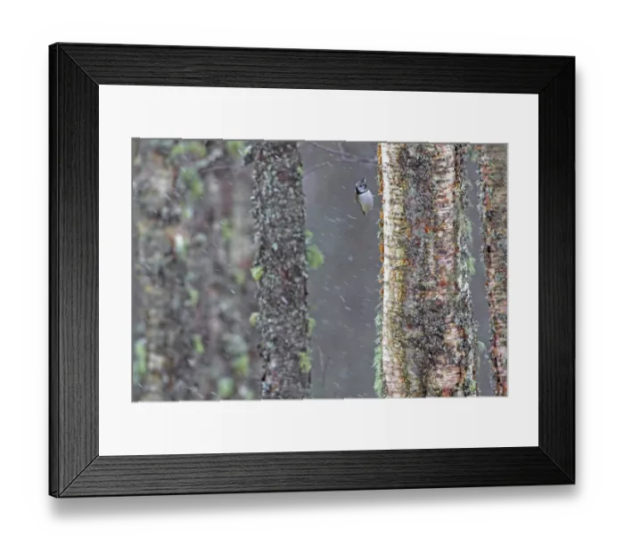 Framed Print : Crested tit (Lophophanes cristatus) clinging to lichen covered tree in snowfall, Scotland Framed Print : Crested tit (Lophophanes cristatus) clinging to lichen covered tree in snowfall, Scotland