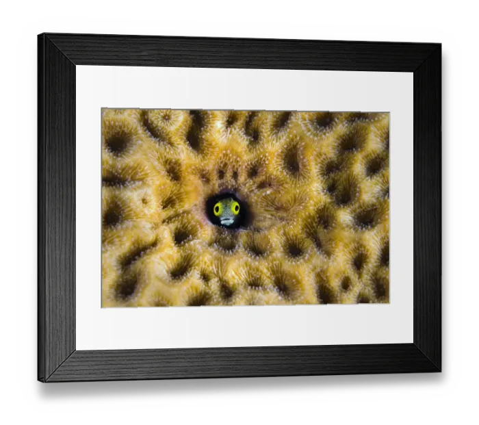 Framed Print : RF- Secretary blenny (Acanthemblemaria maria) peering from hole in massive Starlet coral Framed Print : RF- Secretary blenny (Acanthemblemaria maria) peering from hole in massive Starlet coral