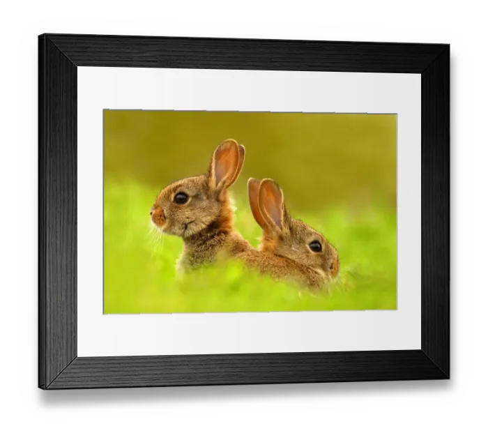 Framed Print : European rabbits (Oryctolagus cuniculus) juveniles emerging from burrow, Cheshire, UK May Framed Print : European rabbits (Oryctolagus cuniculus) juveniles emerging from burrow, Cheshire, UK May