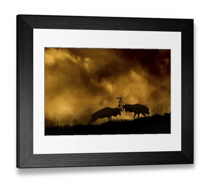 Framed Print : Red deer (Cervus elaphus) stags fighting at dusk during rutting season, Cheshire Framed Print : Red deer (Cervus elaphus) stags fighting at dusk during rutting season, Cheshire