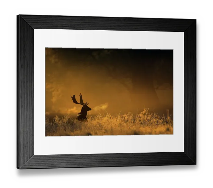 Framed Print : Fallow deer (Dama dama) in woodland clearing at dawn, Cheshire, UK November Framed Print : Fallow deer (Dama dama) in woodland clearing at dawn, Cheshire, UK November