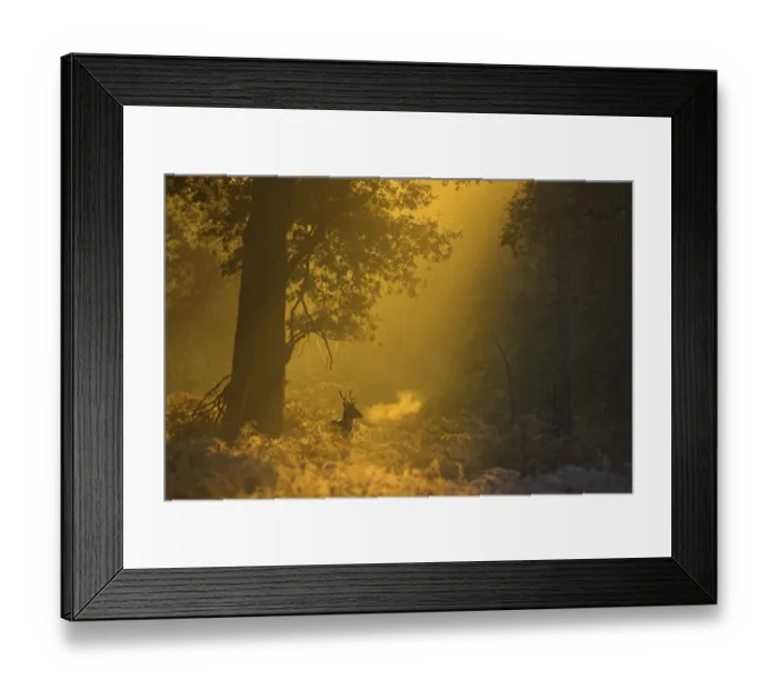 Framed Print : Fallow deer (Dama dama) in woodland clearing at dawn, Cheshire, UK November Framed Print : Fallow deer (Dama dama) in woodland clearing at dawn, Cheshire, UK November