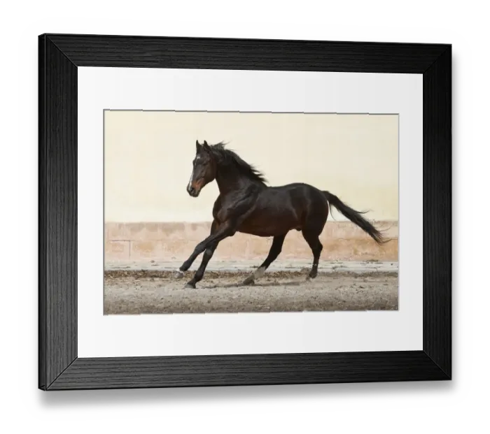 Framed Print : A rare East Bulgarian stallion cantering at the Kabiuk National Stud, Shumen, Bulgaria Framed Print : A rare East Bulgarian stallion cantering at the Kabiuk National Stud, Shumen, Bulgaria