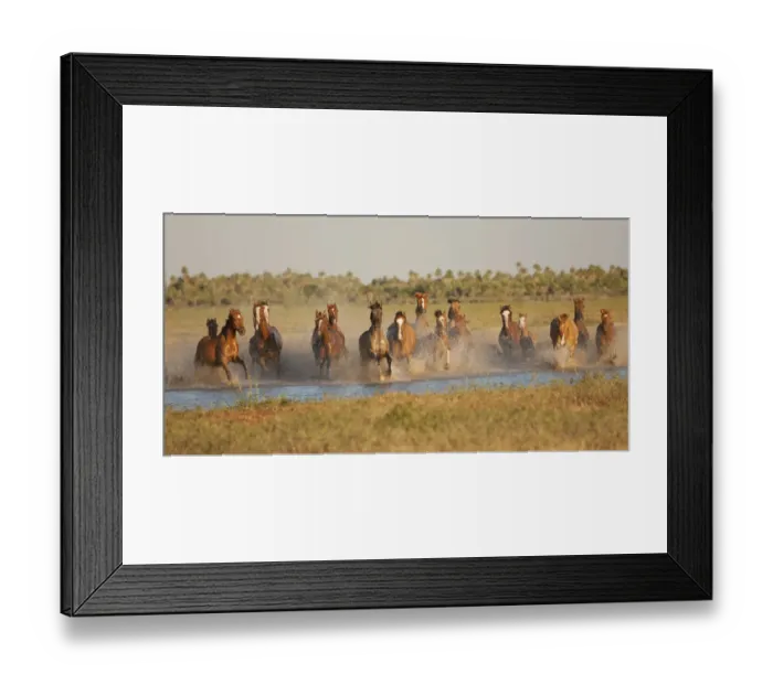 Framed Print : A band of semi-feral Quarter mares and foals running across a creek, Estancia Don Amerigo Framed Print : A band of semi-feral Quarter mares and foals running across a creek, Estancia Don Amerigo
