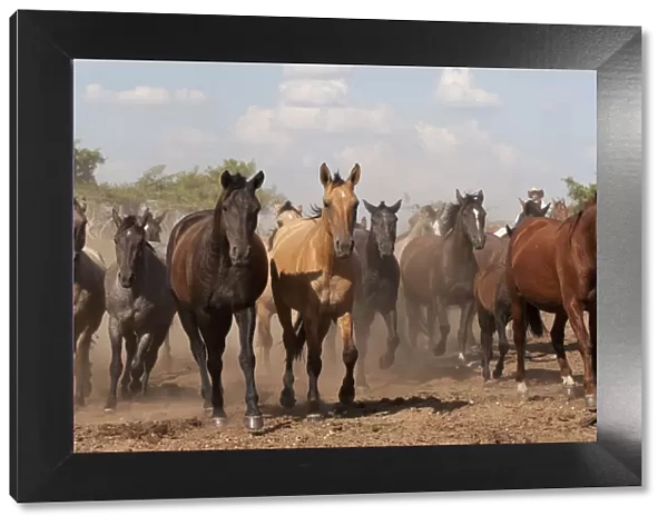 Cowboys rounding up a band of Criollo pure pedigree mares and foals, Estancia Ita Maria
