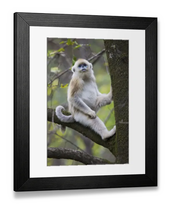 Framed Print : Quinling Golden snub nosed Monkey (Rhinopitecus roxellana qinligensis), infant sitting in a tree Framed Print : Quinling Golden snub nosed Monkey (Rhinopitecus roxellana qinligensis), infant sitting in a tree