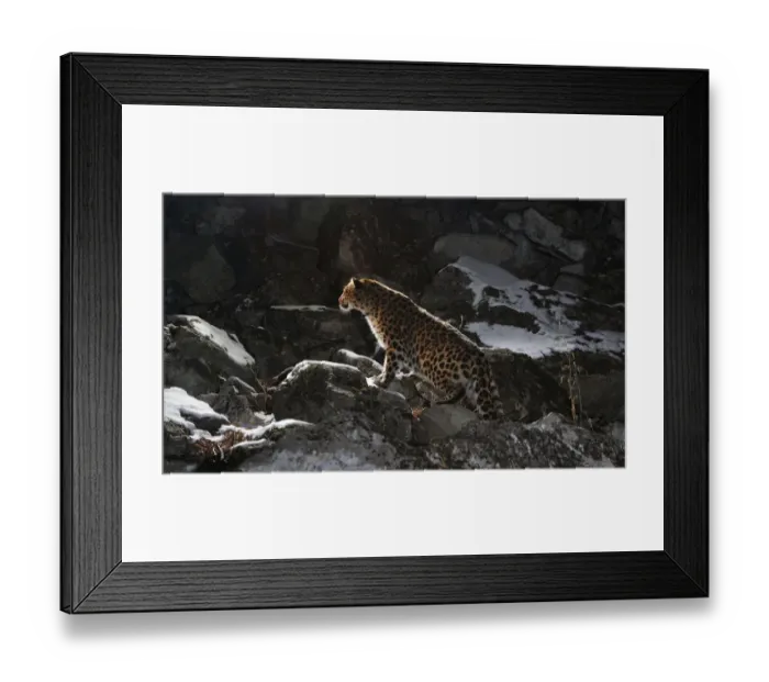 Framed Print : Wild female Amur leopard (Panthera pardus orientalis) on rocky hillside, Kedrovaya Pad reserve Framed Print : Wild female Amur leopard (Panthera pardus orientalis) on rocky hillside, Kedrovaya Pad reserve
