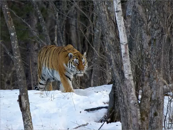 Wild Siberian  /  Amur tiger (Panthera tigris altaica) in woodland, near Perekatnaj river