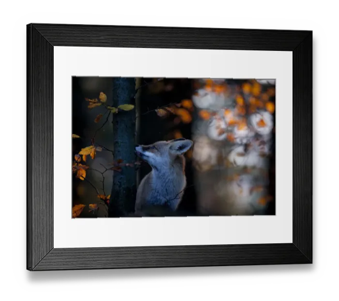 Framed Print : Red fox (Vulpes vulpes) sniffing beech tree trunk, Black Forest, Germany, Winner of Framed Print : Red fox (Vulpes vulpes) sniffing beech tree trunk, Black Forest, Germany, Winner of