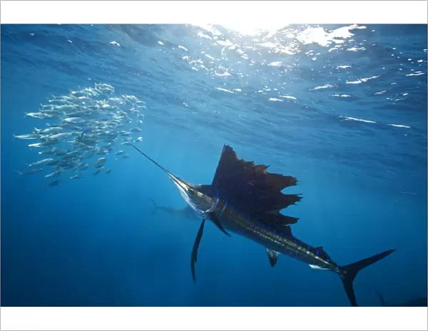 Atlantic Sailfish (Istiophorus albicans) attacking school of sardine (Sardinella aurita) bait ball
