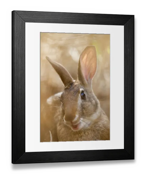 Framed Print : Tres Marias Rabbit (Sylvilagus graysoni). Maria Madre Island, Islas Marias Biosphere Reserve Framed Print : Tres Marias Rabbit (Sylvilagus graysoni). Maria Madre Island, Islas Marias Biosphere Reserve