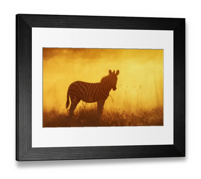 Framed Print : Common zebra (Equus quagga) foal in dusty sunset, Etosha National Park, Namibia Framed Print : Common zebra (Equus quagga) foal in dusty sunset, Etosha National Park, Namibia