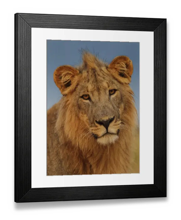 Framed Print : African Lion (Panthera leo) young male at sunrise, Etosha National Park, Namibia Framed Print : African Lion (Panthera leo) young male at sunrise, Etosha National Park, Namibia