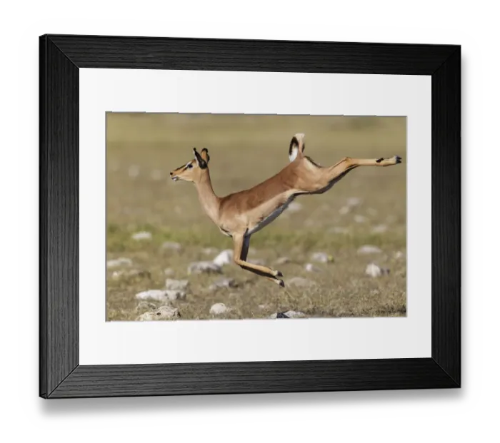 Framed Print : Black faced Impala (Aepyceros melamis petersi) female jumping, Etosha National Park Framed Print : Black faced Impala (Aepyceros melamis petersi) female jumping, Etosha National Park