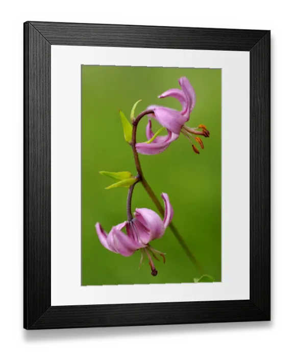 Framed Print : Martagon lily (Lilium martagon) in flower, Vosges, Lorraine, France, July Framed Print : Martagon lily (Lilium martagon) in flower, Vosges, Lorraine, France, July