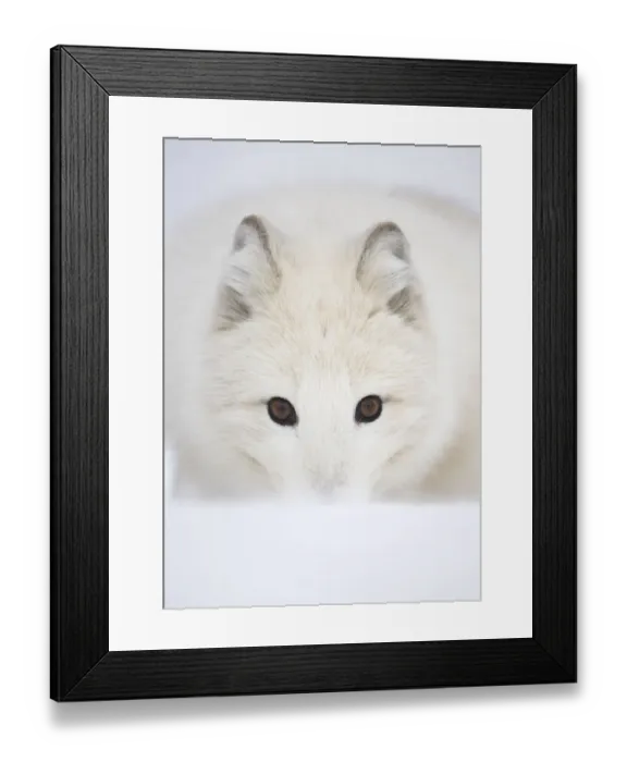 Framed Print : Arctic Fox (Vulpes lagopus) portrait in winter coat. Norway, Captive, March Framed Print : Arctic Fox (Vulpes lagopus) portrait in winter coat. Norway, Captive, March