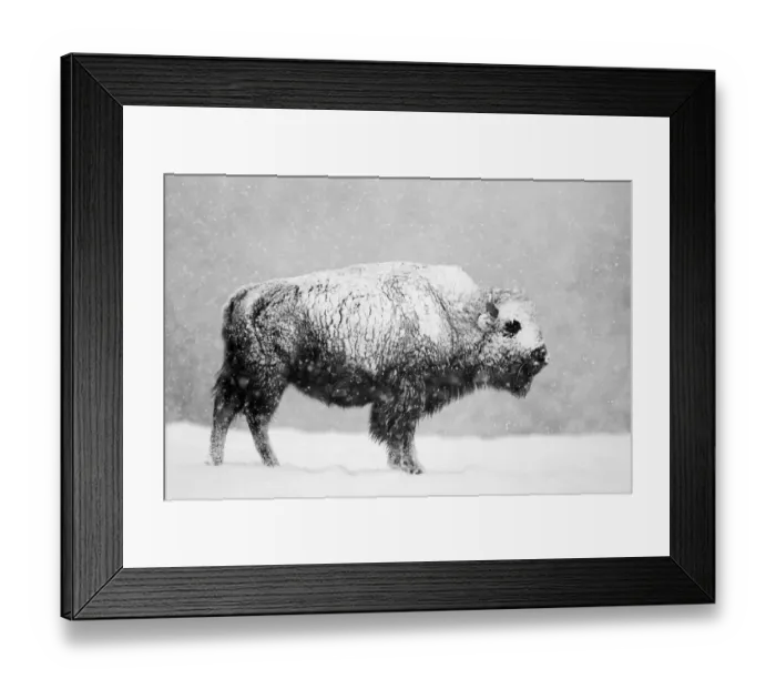 Framed Print : Bison (Bison bison) in snowstorm. Yellowstone National Park, USA, February Framed Print : Bison (Bison bison) in snowstorm. Yellowstone National Park, USA, February