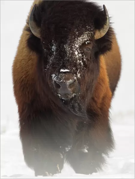 Bison (Bison bison) in snow. Yellowstone National Park, USA, February
