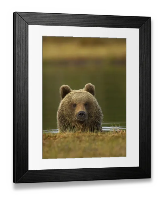Framed Print : Brown Bear (Ursus arctos) portrait in water. Finland, Europe, June Framed Print : Brown Bear (Ursus arctos) portrait in water. Finland, Europe, June