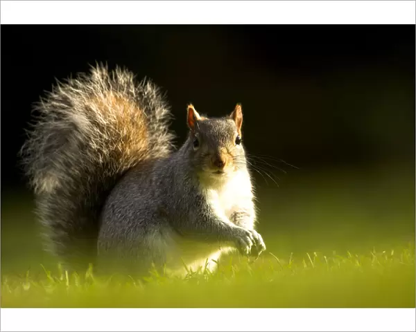 Grey Squirrel (Sciurus carolinensis) sunlit portrait. Leicestershire, UK, November
