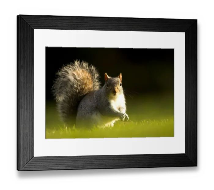 Framed Print : Grey Squirrel (Sciurus carolinensis) sunlit portrait. Leicestershire, UK, November Framed Print : Grey Squirrel (Sciurus carolinensis) sunlit portrait. Leicestershire, UK, November