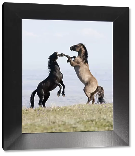 Wild horses  /  Mustangs, two stallions play fighting, Pryor Mountains, Montana, USA