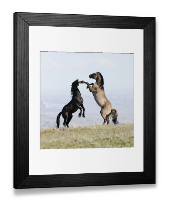 Framed Print : Wild horses / Mustangs, two stallions play fighting, Pryor Mountains, Montana, USA Framed Print : Wild horses / Mustangs, two stallions play fighting, Pryor Mountains, Montana, USA
