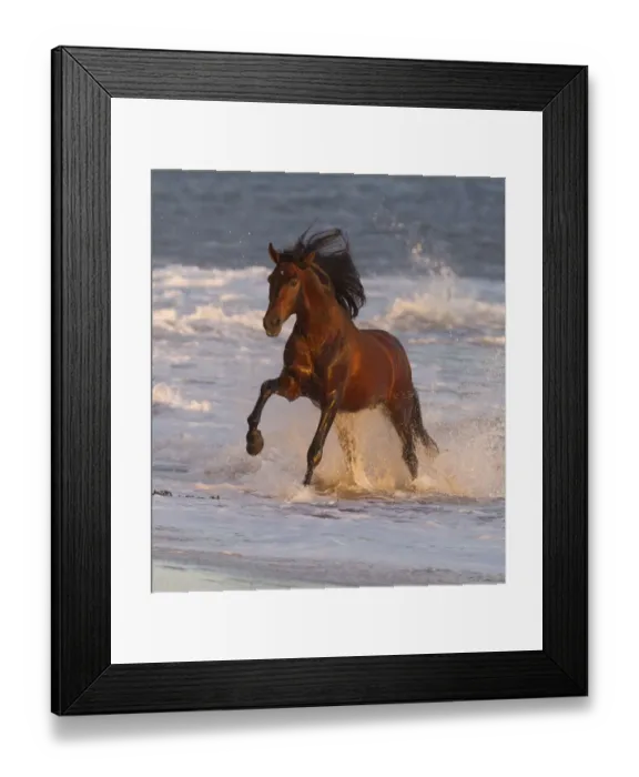 Framed Print : Andalusian stallion running out of the sea on beach, Ojai, California, USA Framed Print : Andalusian stallion running out of the sea on beach, Ojai, California, USA