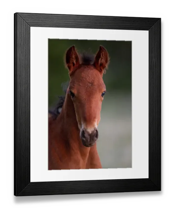Framed Print : Wild horse / Mustang, foal, portrait, Pryor mountains, Montana, USA Framed Print : Wild horse / Mustang, foal, portrait, Pryor mountains, Montana, USA