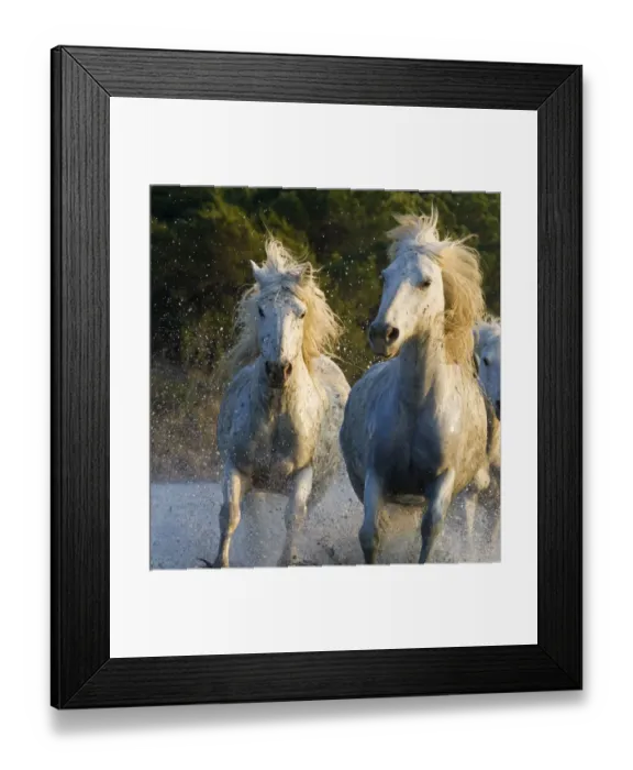 Framed Print : White horses of the Camargue, herd running through water, Camargue, Southern France Framed Print : White horses of the Camargue, herd running through water, Camargue, Southern France
