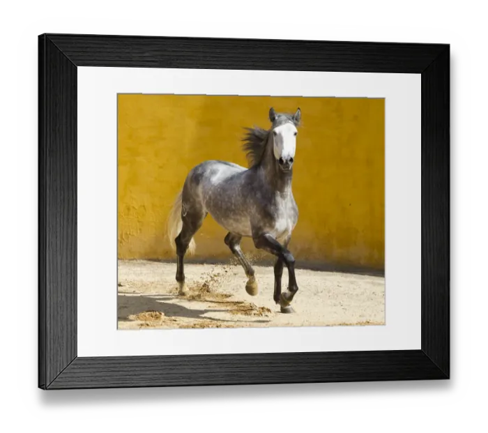 Framed Print : Lusitano horse, grey stallion trotting, Portugal Framed Print : Lusitano horse, grey stallion trotting, Portugal