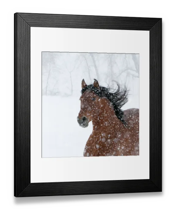 Framed Print : Andulasian bay stallion running in snow storm, Longmont, Colorado, USA Framed Print : Andulasian bay stallion running in snow storm, Longmont, Colorado, USA