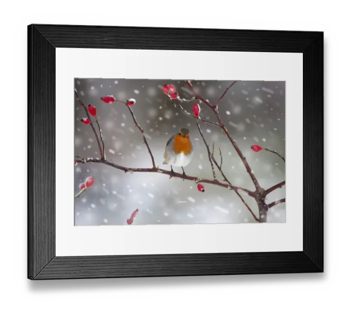 Framed Print : Robin (Erithacus rubecula) perched on rosehip branch during snowfall. UK, December Framed Print : Robin (Erithacus rubecula) perched on rosehip branch during snowfall. UK, December