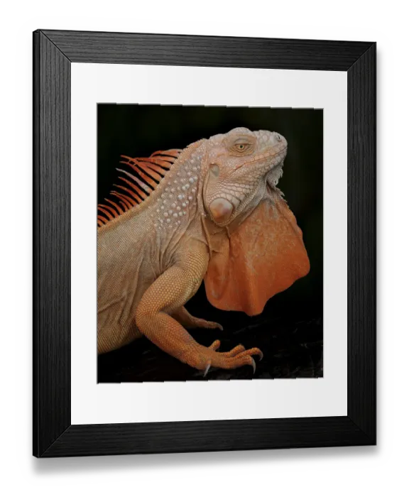 Framed Print : Common iguana (Iguana iguana) albino, captive, from Central and South America Framed Print : Common iguana (Iguana iguana) albino, captive, from Central and South America