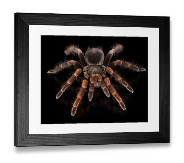 Framed Print : Costa Rican Redleg Tarantula (Megaphobema mesomelas), captive from South America Framed Print : Costa Rican Redleg Tarantula (Megaphobema mesomelas), captive from South America