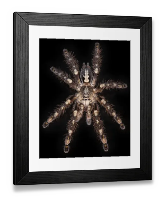 Framed Print : Ivory Ornamental Tarantulas (Poecilotheria subfusca) from Sri Lanka Framed Print : Ivory Ornamental Tarantulas (Poecilotheria subfusca) from Sri Lanka