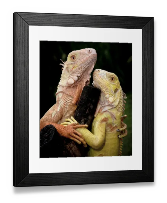 Framed Print : Albino Common Iguana (Iguana iguana) captive pair from Tom Crutchfields collection Framed Print : Albino Common Iguana (Iguana iguana) captive pair from Tom Crutchfields collection