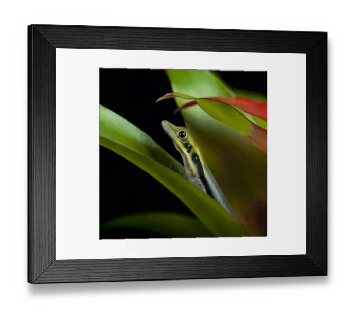 Framed Print : Yellow Headed Day Gecko (Phelsuma klemmeri) between leaves captive from Madagascar Framed Print : Yellow Headed Day Gecko (Phelsuma klemmeri) between leaves captive from Madagascar