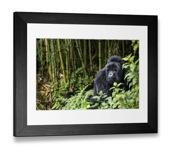 Framed Print : Silverback Mountain gorilla (Gorilla beringei) in the bamboo forest, this is Munyinya Framed Print : Silverback Mountain gorilla (Gorilla beringei) in the bamboo forest, this is Munyinya