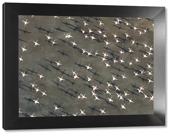 Flock of Greater flamingo (Phoenicopterus ruber) in flight, Camargue, Southern France