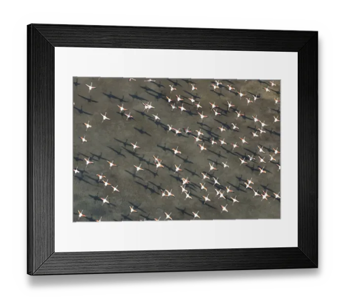 Framed Print : Flock of Greater flamingo (Phoenicopterus ruber) in flight, Camargue, Southern France Framed Print : Flock of Greater flamingo (Phoenicopterus ruber) in flight, Camargue, Southern France