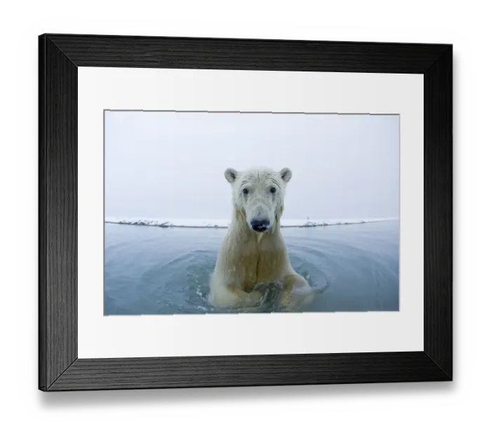 Framed Print : Young Polar bear (Ursus maritimus) in the water along the coast of the Beaufort Sea Framed Print : Young Polar bear (Ursus maritimus) in the water along the coast of the Beaufort Sea