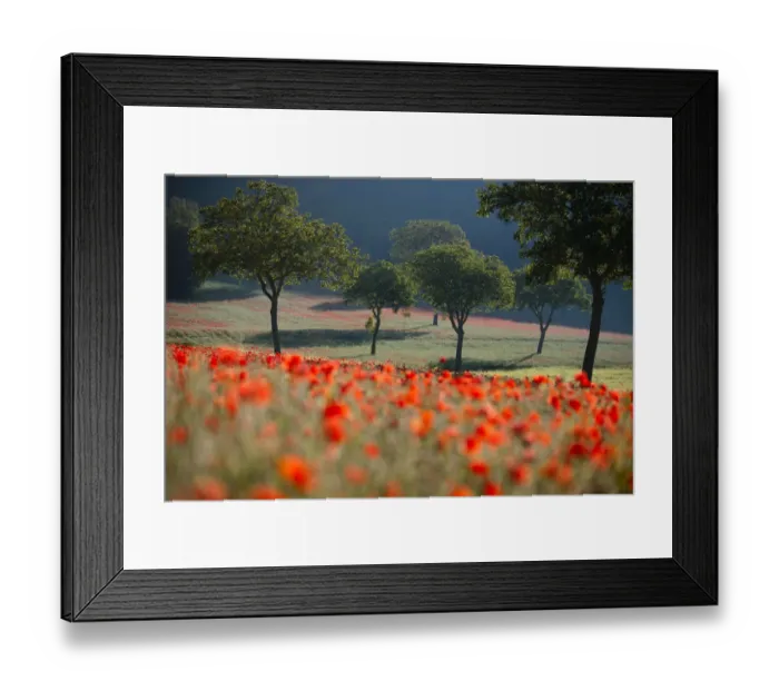 Framed Print : Poppies flowering in a field, near Norcia, Umbria, Italy. May 2005 Framed Print : Poppies flowering in a field, near Norcia, Umbria, Italy. May 2005