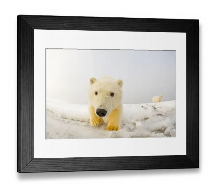 Framed Print : Portrait of Polar bear (Ursus maritimus) cub along the Bernard Spit during autumn freeze up Framed Print : Portrait of Polar bear (Ursus maritimus) cub along the Bernard Spit during autumn freeze up